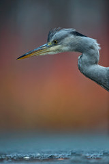 Gray Heron