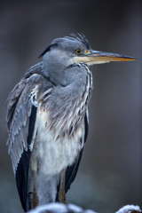 Gray Heron