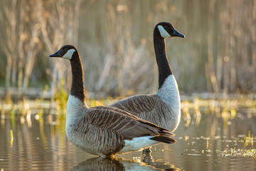 Greater Canada Goose