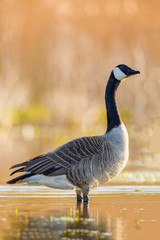 Canada goose