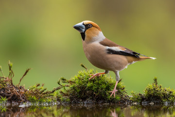 Hawfinch