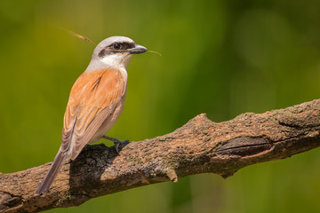 Red-backed Shrike