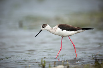 black-winged stilt