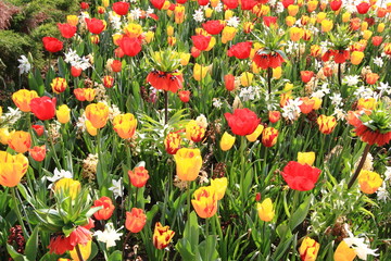 fioritura di tulipani