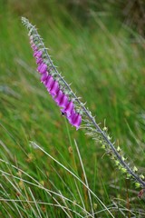 Roter Fingerhut (Digitalis purpurea) in grüner Landschaft / Nordirland