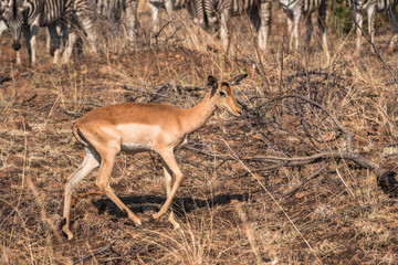 Impala ewe walking in dry african bushveld landscape