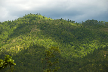 Fototapeta premium Enigmatic and mysterious forests of Central America. Guatemala