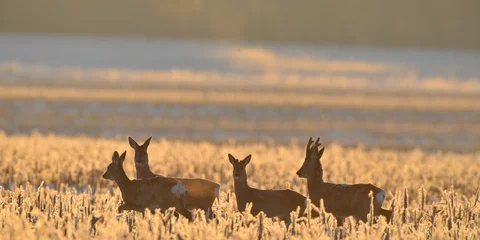 Meubelstickers roe deer © grus444