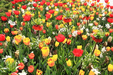 fioritura di tulipani