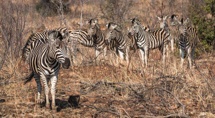 Obraz premium herd of zebra in dry african landscape