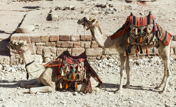 camels waiting for tourists, Petra, Jordan