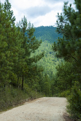 Guatemala. Mountains. few fir trees of forest on both sides of the road
