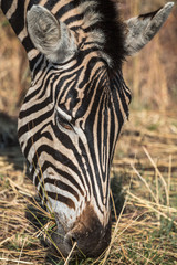 Fototapeta na wymiar Zebra close-up grazing in wild