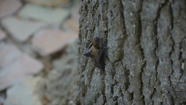 little bat climb the tree