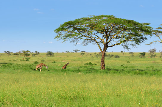 girafes dans la savane