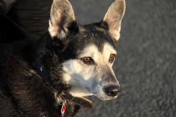 Hund genie&szlig;t das Sonnenlicht
