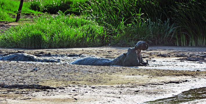 hyppopotame dans la boue