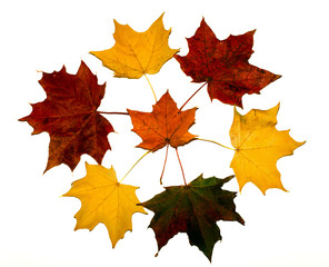 Circle of colorful maple leaves on white background