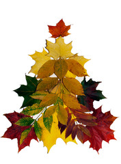 Colorful autumn leaves on white background.