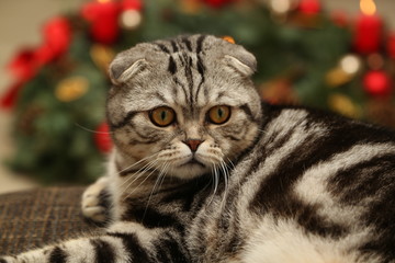 The cat on the background of Christmas decorations / British Shorthair kitten