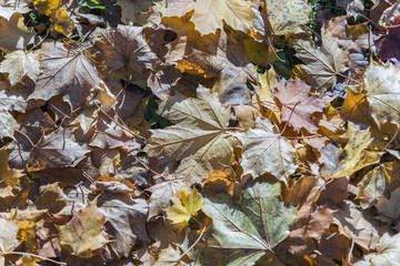 Herbstlaub auf dem Boden