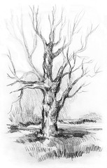 Dry tree without leaves with sketch grass