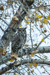 Barn owl in Cottonwood tree