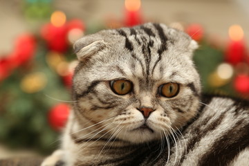 The cat on the background of Christmas decorations / British Shorthair kitten