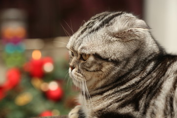 Obraz premium The cat on the background of Christmas decorations / British Shorthair kitten