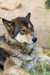 Closeup Wolf Portrait