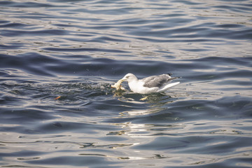 A seagull eating a piece of bread