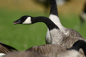 Mad Canada Goose