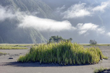 tussock plants growing on sand. This desert plants live in Bromo