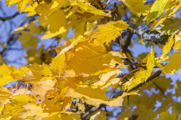 Gelbe Herbstblätter an einem Baum vor blauem Himmel