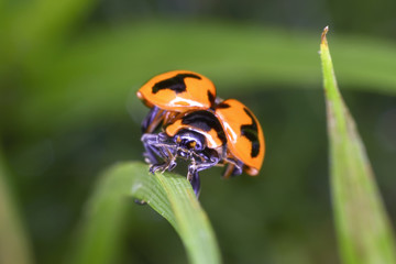 lady bug start flying to the air in the garden