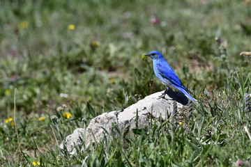 Mountain Bluebird in the meadow