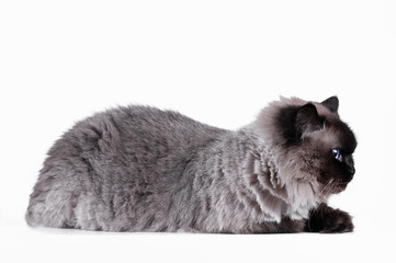Obraz premium Himalayan cat with hairstyle sits in half-turn isolated studio