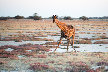 Giraffe is looking into photographer at Etosha National Park