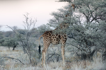 Close view of Namibian giraffe eating thin green leaves