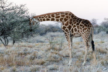 Close view of Namibian giraffe eating leaves at savanna