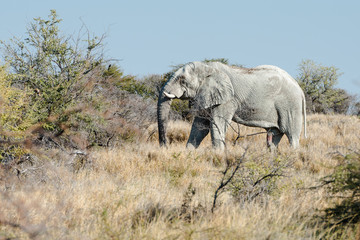 Fototapeta premium An old Namibian elephant is moving through savanna woodlands