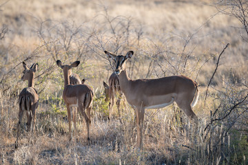 Naklejka na ściany i meble An antelope with baby animals is cautiously looking into camera