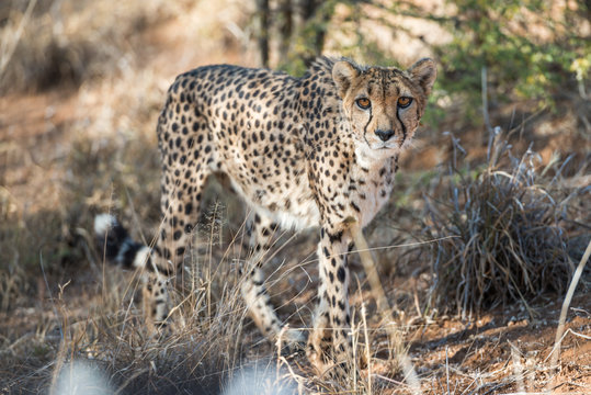 Close view of a cheetah in savanna woodlands of cheetahs farm