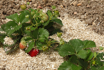 Paillage de fraisiers © hcast