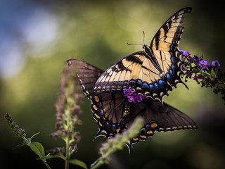 Two Butterflies