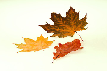 Autumn leaves on a white background