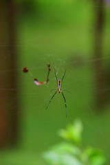 Spider on a spider web with a green rain forest background