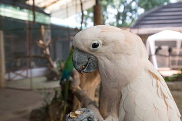 Obraz premium Macaw Parrot