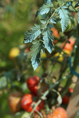 Pieds de tomates traité à la bouillie bordelaise