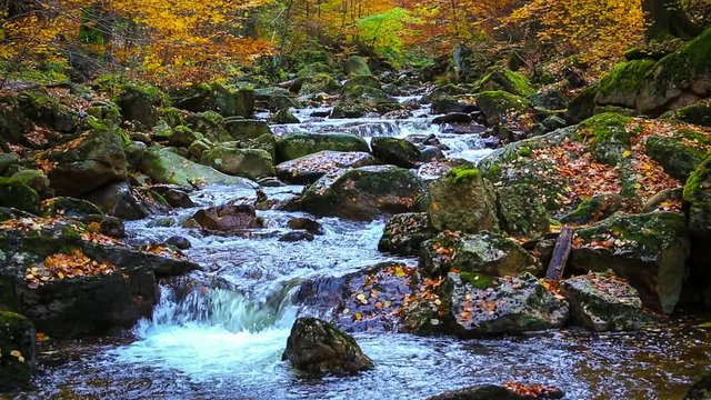 Ilse im Nationalpark Harz - Cinemagraph